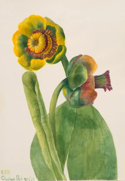 Flower Study 24