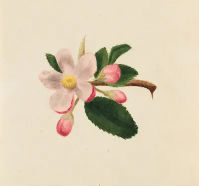 Flower Study 25