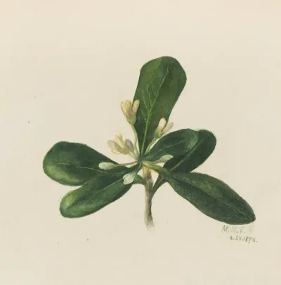 Flower Study 28