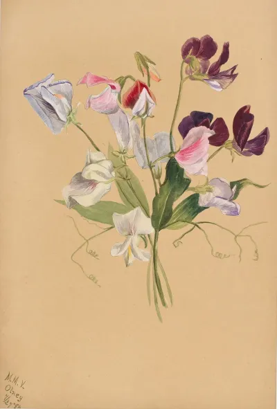 Flower Study 31