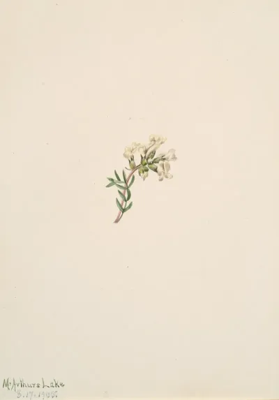 Flower Study 32