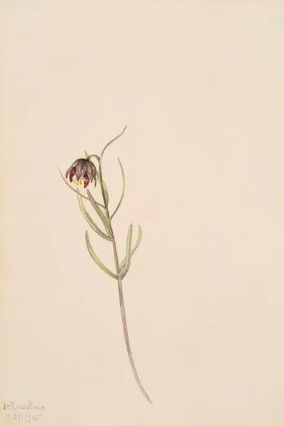 Flower Study 33