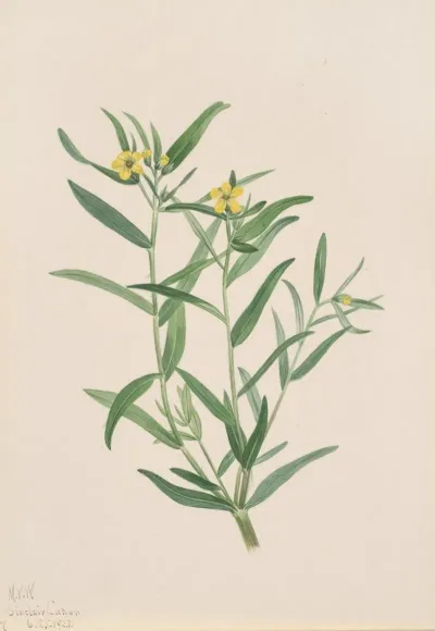 Flower Study 34