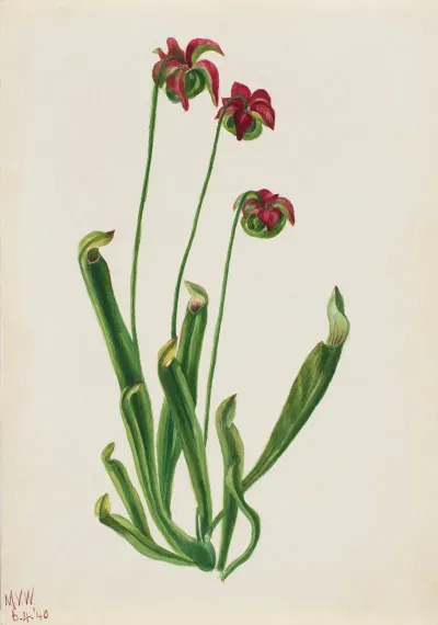 Flower Study 37