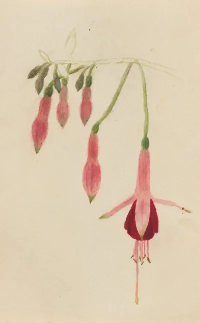 Flower Study 38
