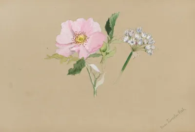 Flower Study 39