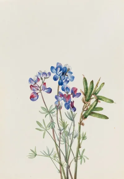 Flower Study 41