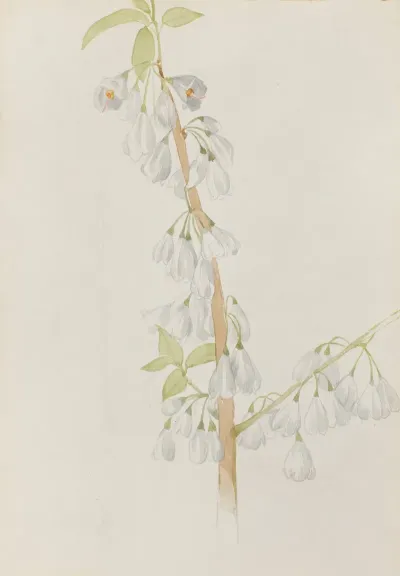 Flower Study 8