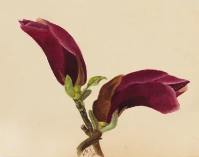 Flower Study 9