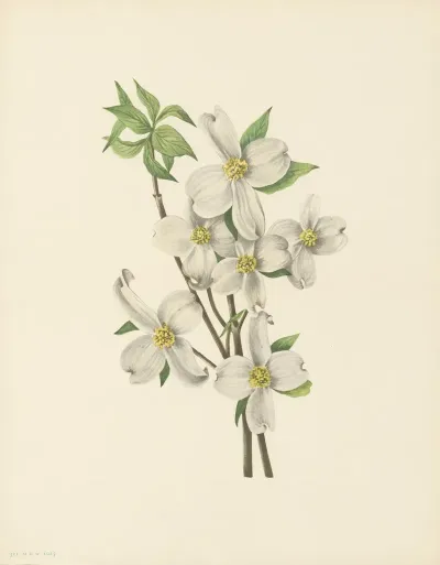 Flowering Dogwood Flower Cornus Florida 2
