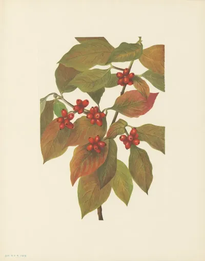 Flowering Dogwood Fruit Cornus Florida 2