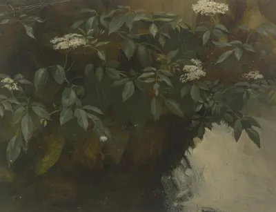 Flowering Elderberry