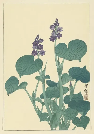 Flowering Hosta