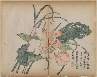 Flowering Lotus And Bud