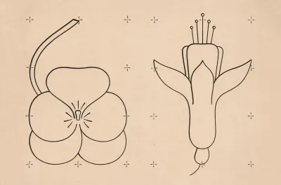 Flowers 49