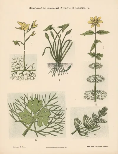 Flowers 51