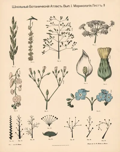 Flowers 52