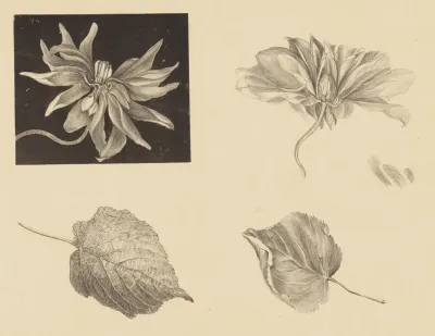 Flowers And Leaves