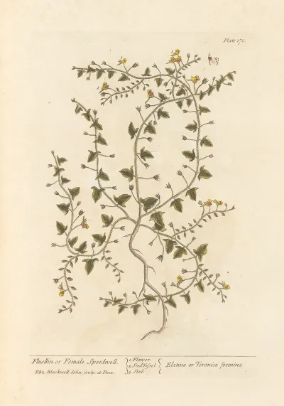 Fluellin Or Female Speedwell