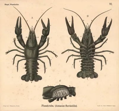 Flusskrebs Astacus Fluviatilis 2