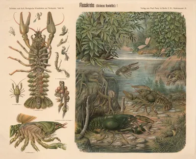 Flusskrebs Astacus Fluviatilis