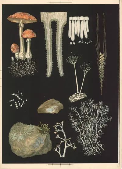 Fly Agaric