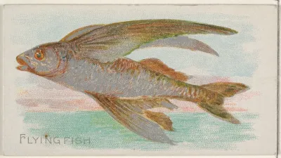Flying Fish 3