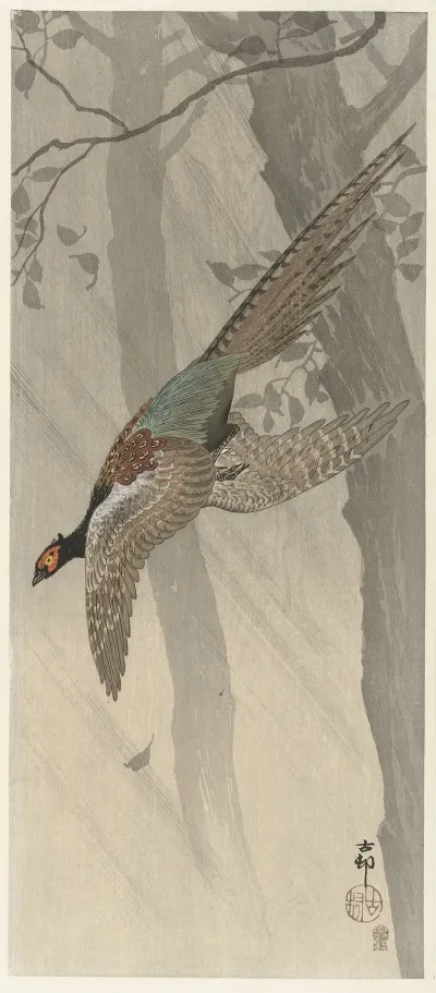 Flying Pheasant