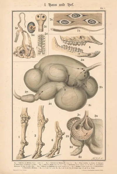 Foot Skeleton Of A Horse Cow And Pig Stomach Of A Cow Teeth Of A Sheeptapeworm Trichinella