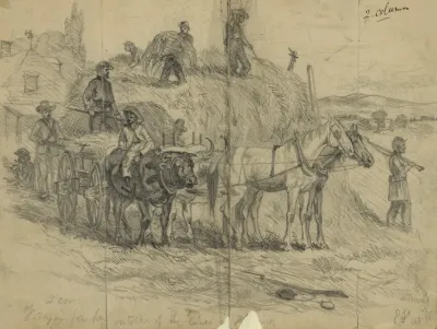 Foraging For Hay Outside Of The Lines In Virginia