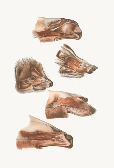 Fore End Of Head Of Elk Nasua Dromedary Erinaceuswapiti
