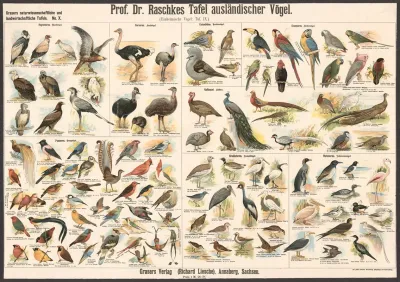 Foreign Birds