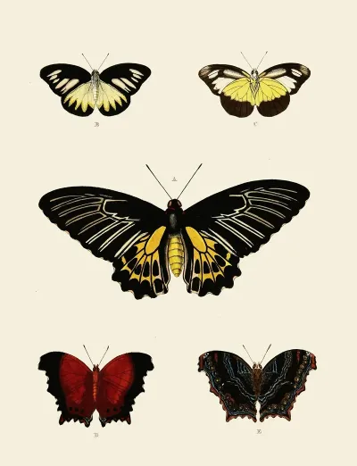 Foreign Butterflies Occurring In The Three Continents Asia Africa And America Pl 003