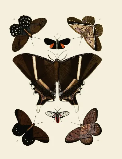 Foreign Butterflies Occurring In The Three Continents Asia Africa And America Pl 006