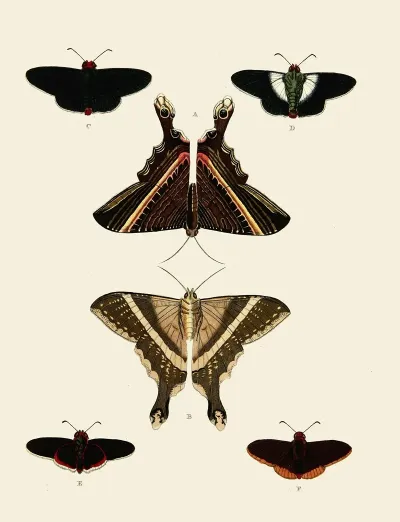 Foreign Butterflies Occurring In The Three Continents Asia Africa And America Pl 007