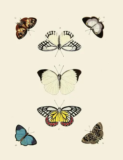 Foreign Butterflies Occurring In The Three Continents Asia Africa And America Pl 009