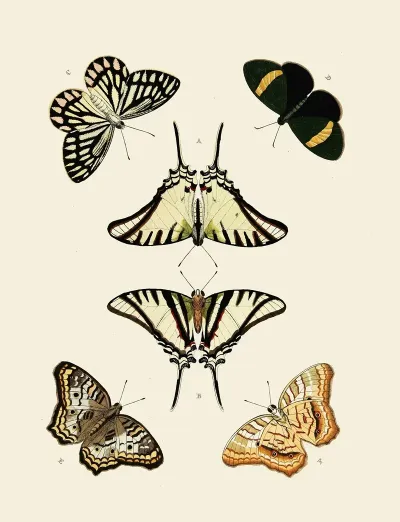 Foreign Butterflies Occurring In The Three Continents Asia Africa And America Pl 010