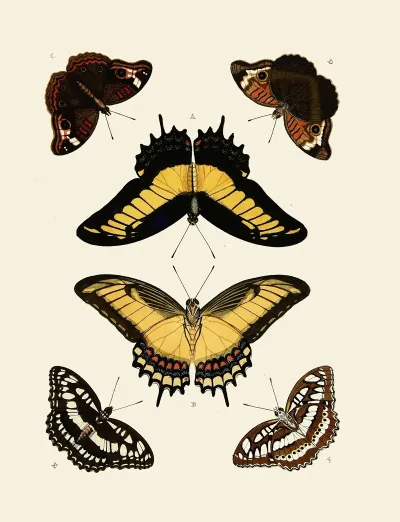 Foreign Butterflies Occurring In The Three Continents Asia Africa And America Pl 011