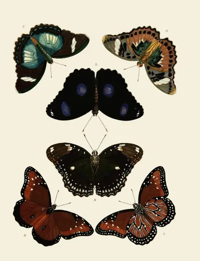 Foreign Butterflies Occurring In The Three Continents Asia Africa And America Pl 013