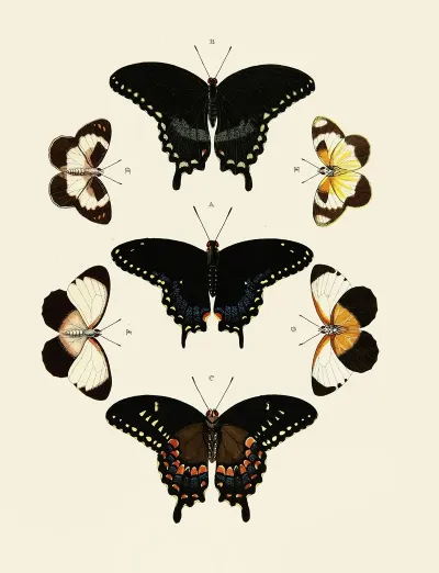 Foreign Butterflies Occurring In The Three Continents Asia Africa And America Pl 015