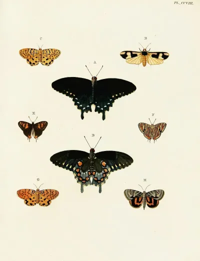 Foreign Butterflies Occurring In The Three Continents Asia Africa And America Pl 016