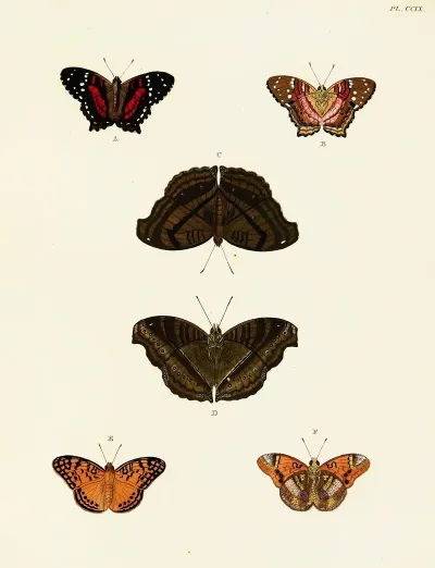Foreign Butterflies Occurring In The Three Continents Asia Africa And America Pl 017