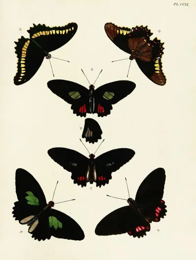 Foreign Butterflies Occurring In The Three Continents Asia Africa And America Pl 019