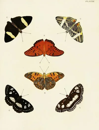 Foreign Butterflies Occurring In The Three Continents Asia Africa And America Pl 020