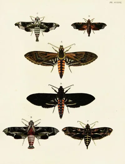 Foreign Butterflies Occurring In The Three Continents Asia Africa And America Pl 024