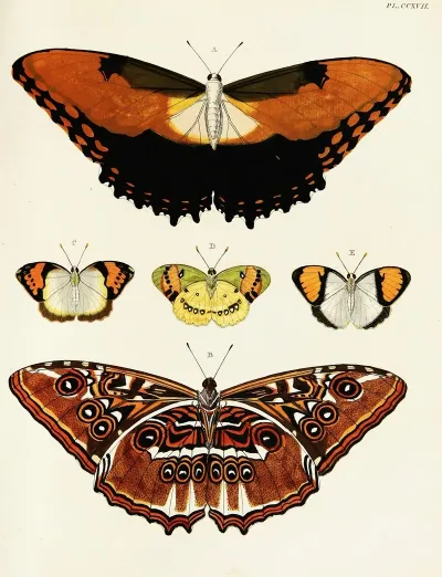 Foreign Butterflies Occurring In The Three Continents Asia Africa And America Pl 025