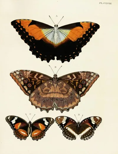 Foreign Butterflies Occurring In The Three Continents Asia Africa And America Pl 026