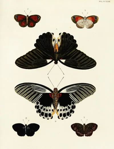 Foreign Butterflies Occurring In The Three Continents Asia Africa And America Pl 029