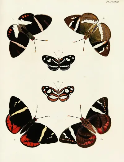 Foreign Butterflies Occurring In The Three Continents Asia Africa And America Pl 030