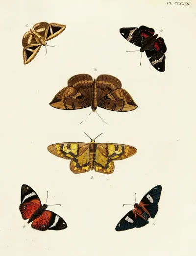 Foreign Butterflies Occurring In The Three Continents Asia Africa And America Pl 034